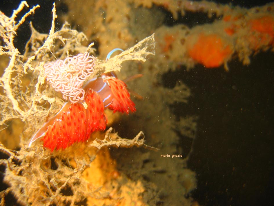 Riproduzione Discodoris atromaculata